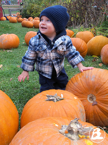 babypumpkin1t